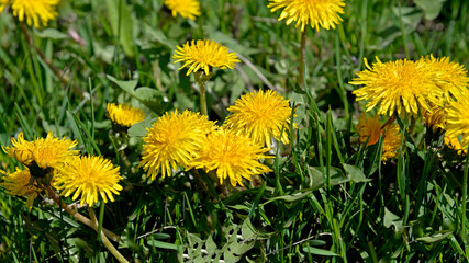 A plant blooming in early spring with yellow flowers called dandelion, which grows commonly on lawns in the city of Białystok in Podlasie in Poland