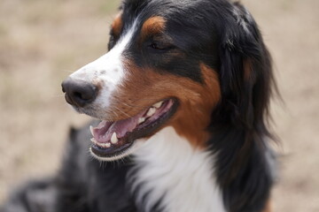 bernese mountain dog