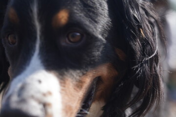portrait of a dane