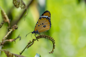 Close up of butterfly on flowers.