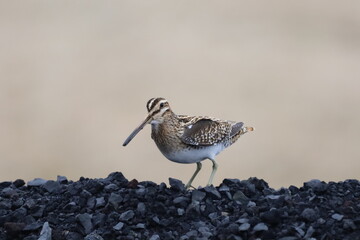 Bekassin, common snipe