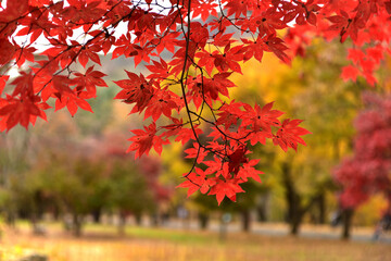 Beautiful autumn scenery in Hwayang-gugok, Korea