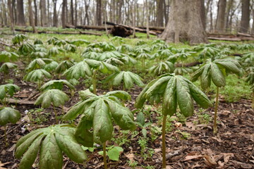 Umbrella shaped plants springing from the forest floor of the Morton Arboretum.