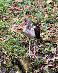 White Ibis bird stock photos.  White Ibis juvenile  bird close-up profile view standing on a foliage