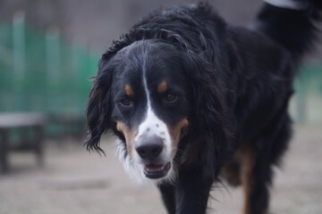 bernese mountain dog