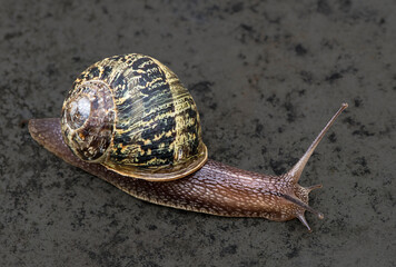 Schnecke mit Schneckenhaus auf dunklem Grund
