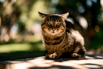 view of homeless gray tabby cat sitting on the big stone in the park.
