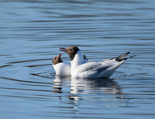 Black-headed gulls perform a mating ritual in a nature preserve in Stockholm