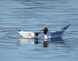 Black-headed gulls perform a mating ritual in a nature preserve in Stockholm