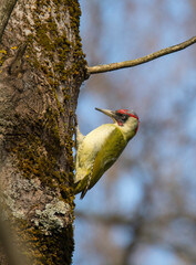 A European green woodpecker on a tree in a nature preserve in Stockholm