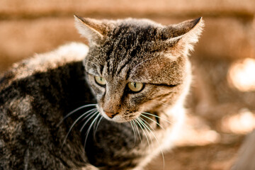 Naklejka na ściany i meble Close-up view of homeless gray tabby cat outdoor looks away.