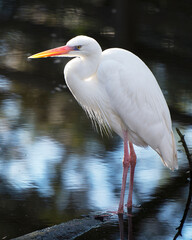 Great White Egret Stock Photo. Close-up profile view standing on log displaying beautiful white fluffy feathers plumage by the water with a blur water background in its environment. Image. Picture.  