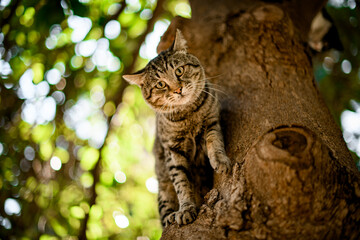 tabby cat sits on tree and looks at the camera.