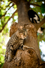 view of cats sitting and climbing on tree at park