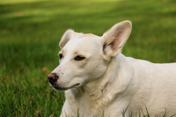 close up head portrait of a mixed breeded dog in the garden