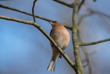 A chaffinch on a branch singing at spring time in a nature preserve in Stockholm