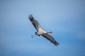 Fototapeta na wymiar A common crane fly over a pond in Stockholm