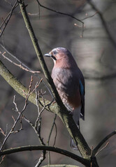 Eurasian jay on a branch a spring day in Stockholm