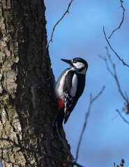 Great spotted woodpecker on a trunk making a nest hole 