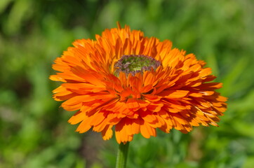 Marigold of the Green Heart variety (Lat. Calendula officinalis) blooms in the garden