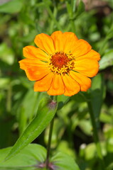 Orange Zinnia blooms in the summer garden