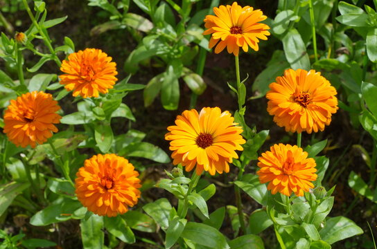 Blooming orange calendula (Lat. Calendula officinalis) in the summer garden