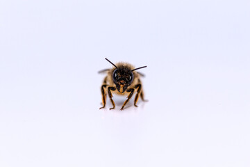 Wildbiene (rote Mauerbiene)