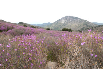 Azalea flowers and scenery at Biseulsan Mountain in Daegu, Korea