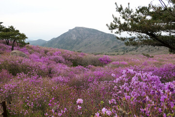 Obraz premium Azalea flowers and scenery at Biseulsan Mountain in Daegu, Korea