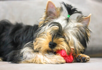 Cute little Yorkshire Terrier puppy with tail on head chewing on red toy on gray couch. The dog in a funny pose and playful mood close-up. Funny doggie with open mouth and white teeth in living room.