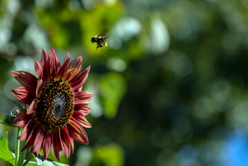 The quick motion of this flying bee causes pollen to drop from its body as it heads back to the...