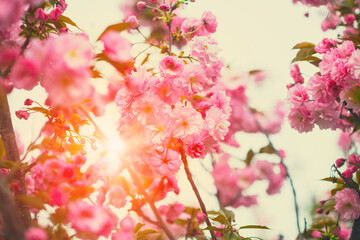 Blooming pink Japanese sakura flower tree at sunrise or sunset light, floral spring background