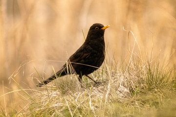 blackbird walking