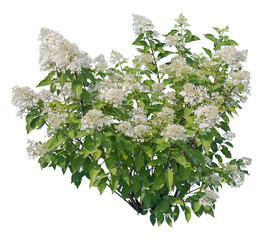 Hydrangea paniculata, called also panicled hydrangea, flowering plant cutout isolated on white...