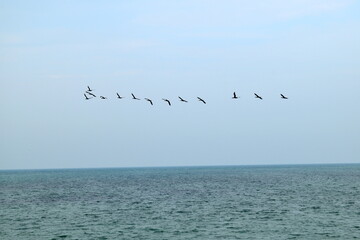 seagulls on the beach