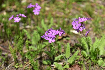 Wildflowers of the National Arboretum of Korea
