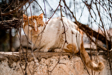 Close-up of homeless red and white cat resting near bush branches