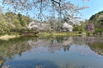 Spring scenery  of the National Arboretum of Korea