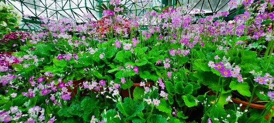 flowers in the garden