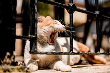yawning white cat with red spots lying on the street