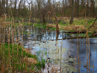 mokradła, woda, drzewa, widok
