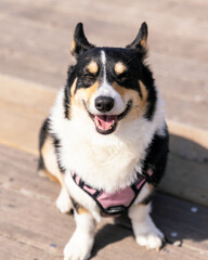 Happy tri colored Pembroke Welsh corgi sitting outside on a boardwalk in the sun. 