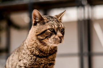 adorable striped cat head on blurred background