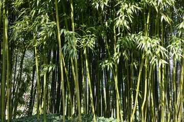 Haie de bambous brise-vue