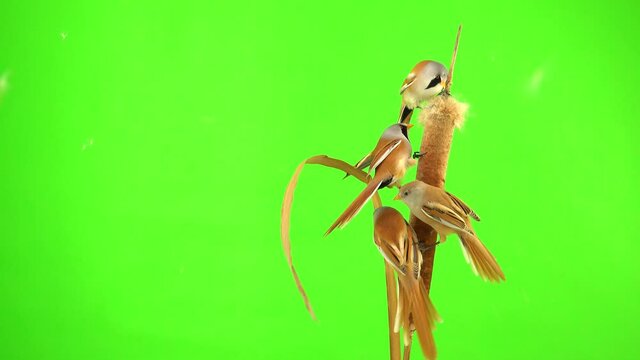 four baleen tits fly, eat and fly away on the reed (cattail) on a green background. studio, natural sound