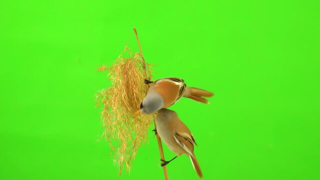 three mustachioed tits sit on a reed (broom), eat and fly away on a green background in the studio, natural sound
