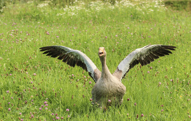 a running goose