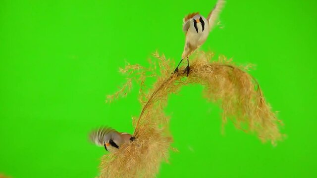 three baleen tits arrive on a reed (broom) on a green background and fly away. studio, slow motion