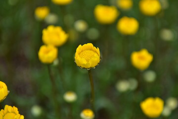 Obraz premium Spring Wildflowers in Incheon Grand Park, Korea