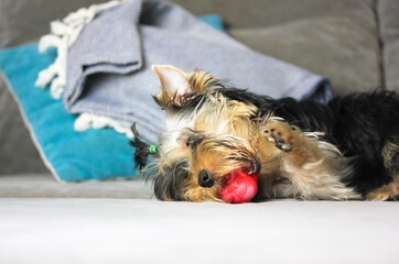 Cute little Yorkshire Terrier puppy with tail on head chewing on red round toy on gray couch. The dog is in a funny pose and playful mood. Funny doggie in a cozy living room.